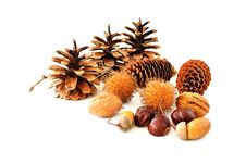 Cones And Nuts Royalty Free Stock Images