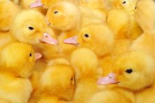 Ducklings Royalty Free Stock Image