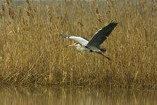 Great Grey Heron / Ardea Cinerea Royalty Free Stock Image