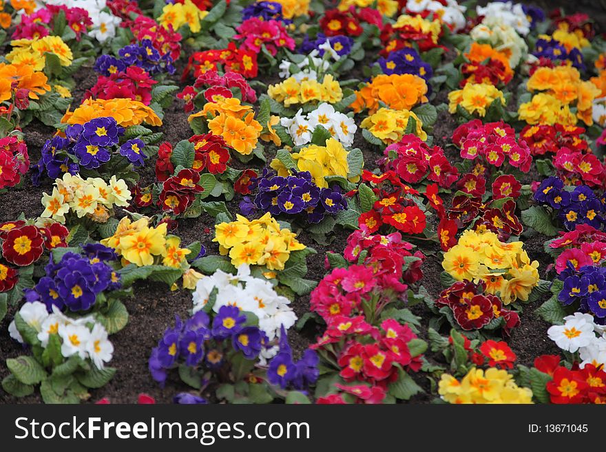 Multicolor background of colorful flowers