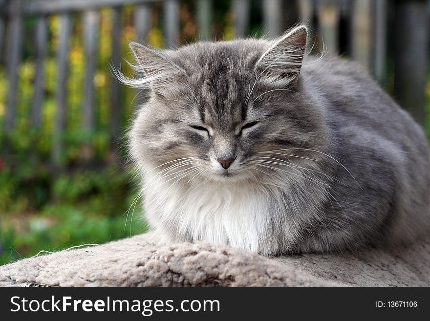 Portrait of sleeping cat in the garden