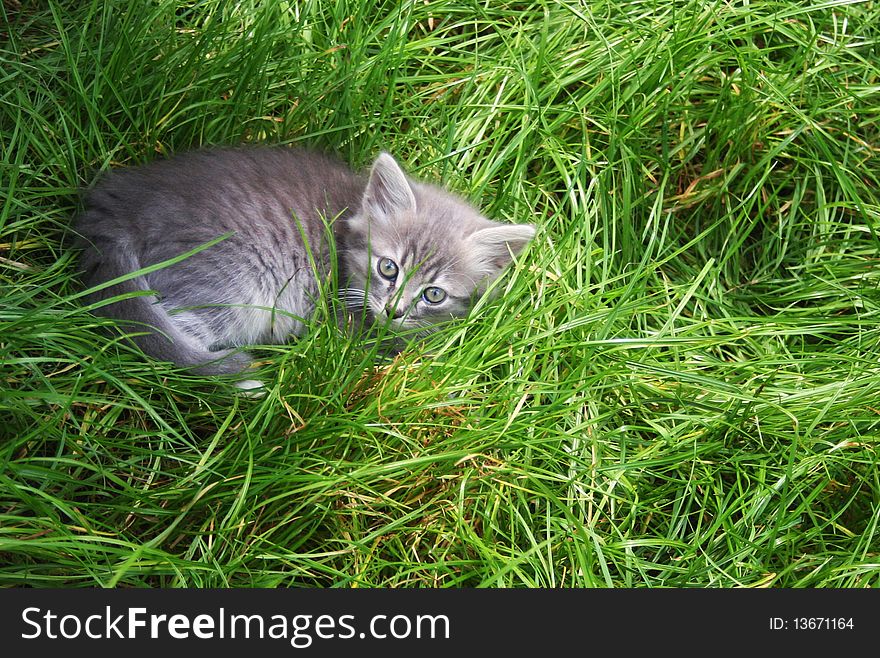 Little kitten in a grass