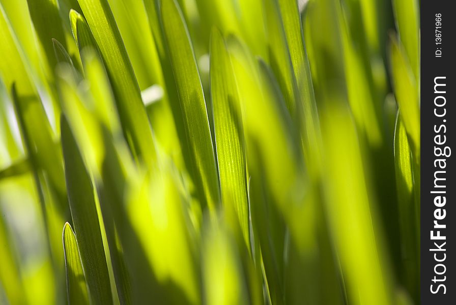 Fresh green grass (shallow DoF)