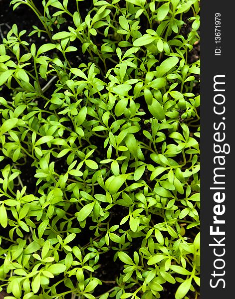 Metaphor nature background of seedlings. Closeup leaves are small plants grow from the earth. Metaphor nature background of seedlings. Closeup leaves are small plants grow from the earth