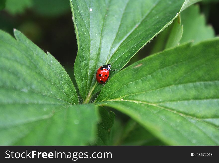 A ladybird in the green leaves