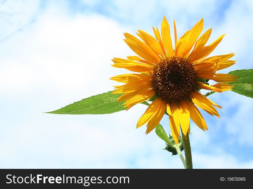 Isolated sunflower against a cloudy sky