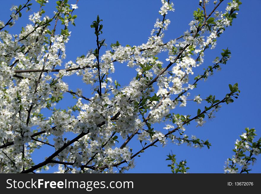 Apple tree blossom in spring