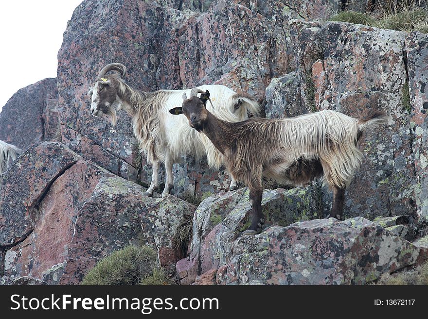 Goat at the mountains