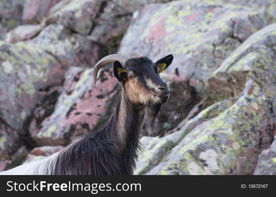 Goat at the mountains