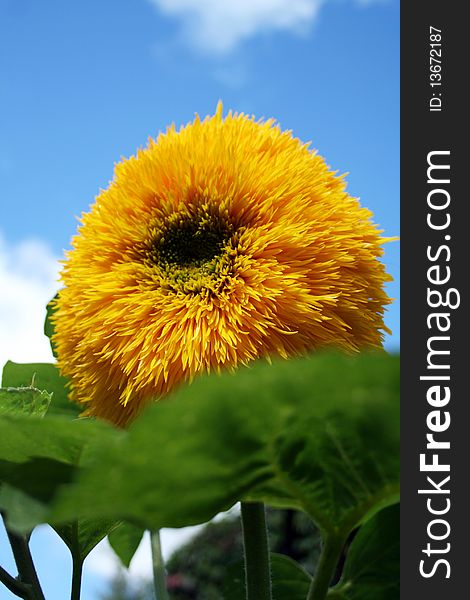 Isolated sunflower against a blue sky