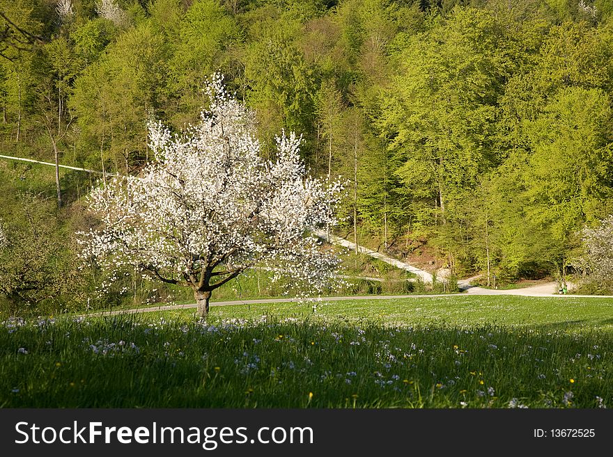 Cherry tree in spring in Zofingen.