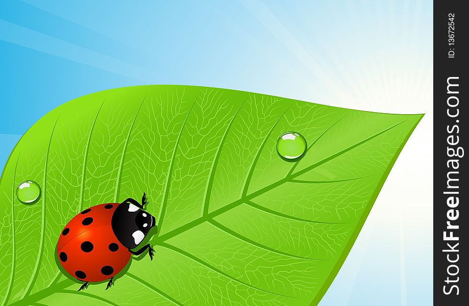 Ladybird on leaf