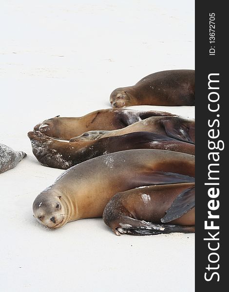 Sea lions relaxing on a beach in the Galapagos