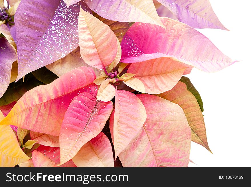 Close up of multi colored poinsettia plant