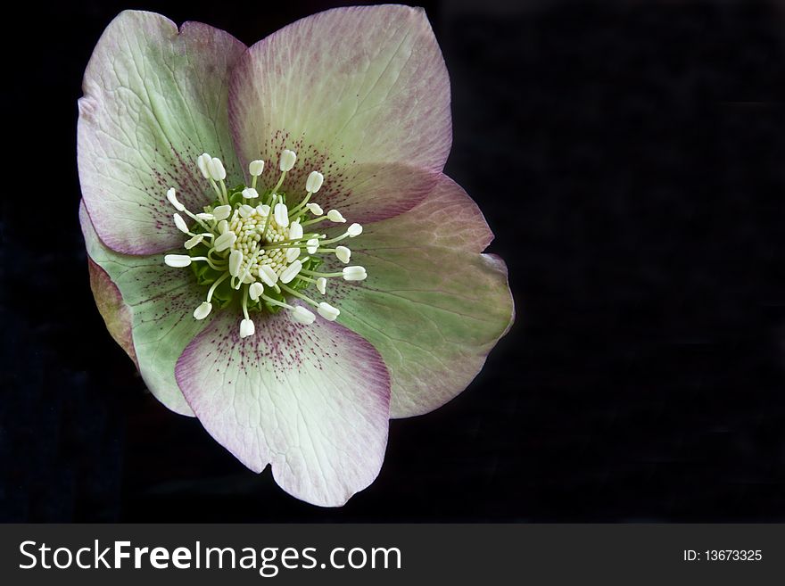An Easter Rose or Pasque Flower isolated in the studio. An Easter Rose or Pasque Flower isolated in the studio