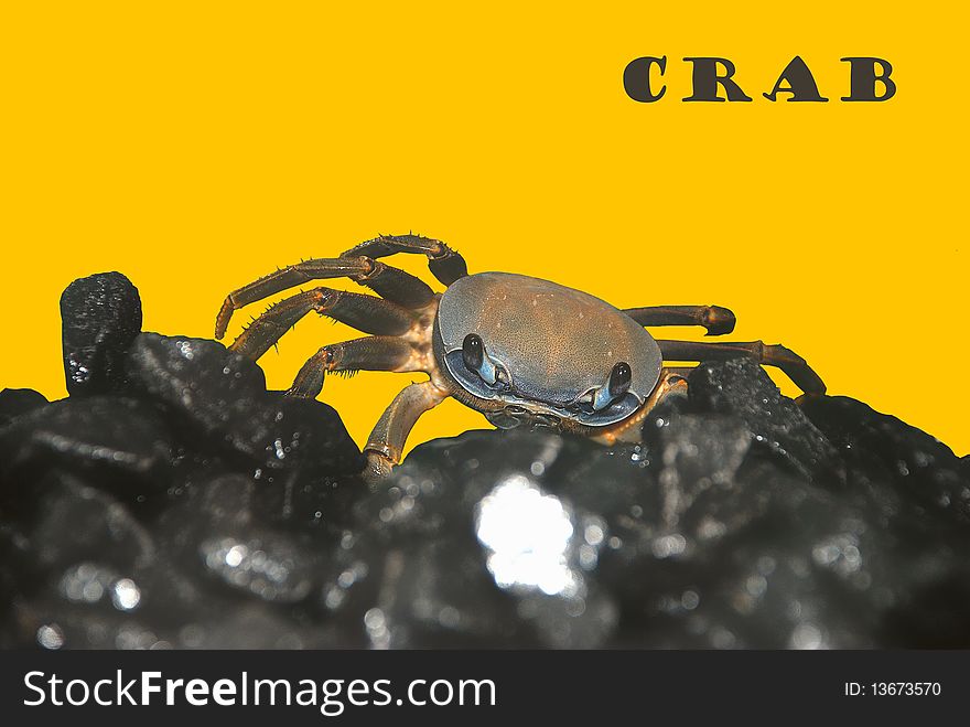 Crab on the rock. and yealow background