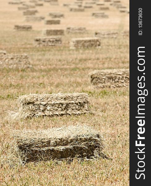 Haystacks after harvest in the field