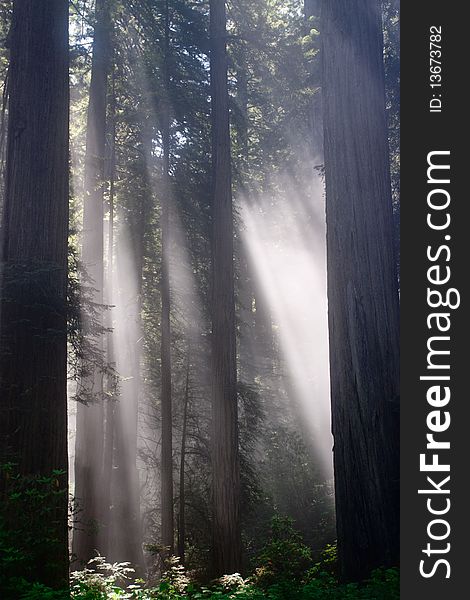 Sunbeams through the trees in a lush forest. Sunbeams through the trees in a lush forest