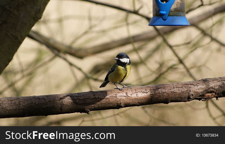 A blue tit standing on a branch with bird feed above