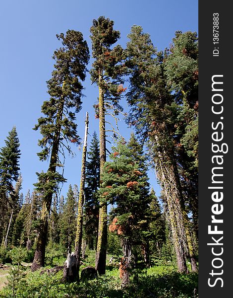 Tall trees in the forest