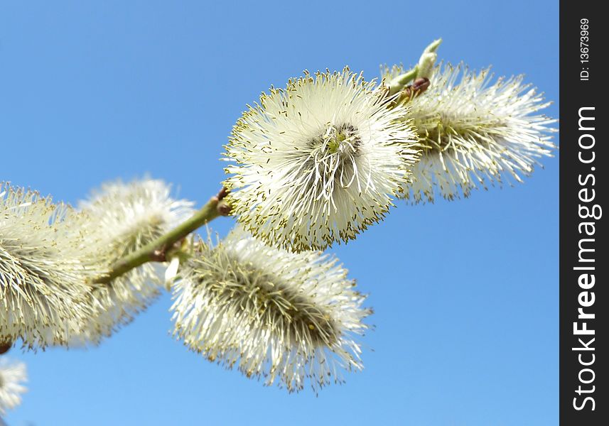 The Christians willow is a religious symbol for Easter. The Christians willow is a religious symbol for Easter