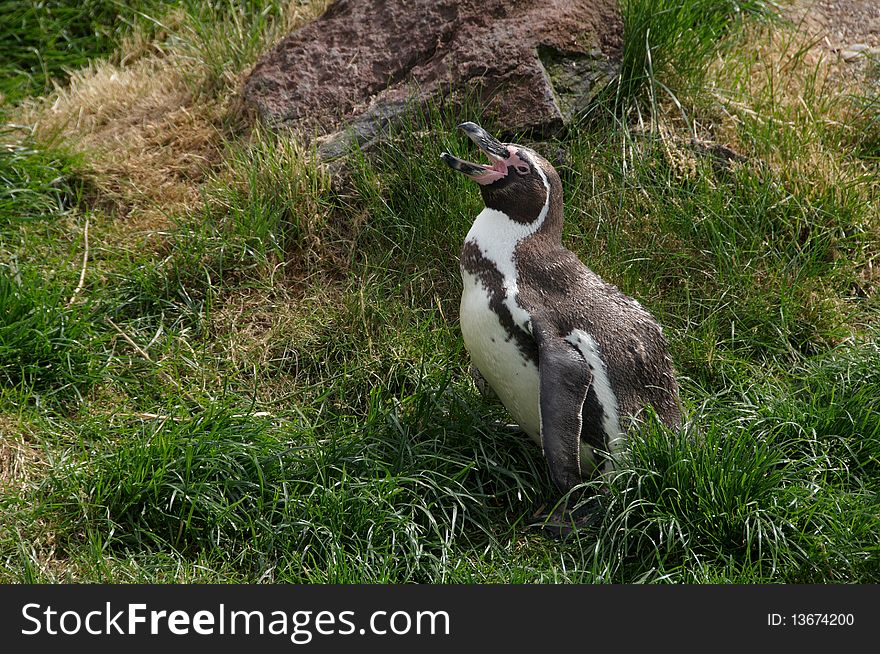 Humboldt Penguin crying into the grass