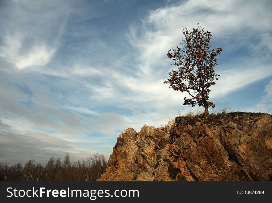 Alone tree with golden leaves on the rock with blue sky behind. Alone tree with golden leaves on the rock with blue sky behind