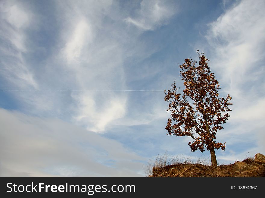 Tree on rock