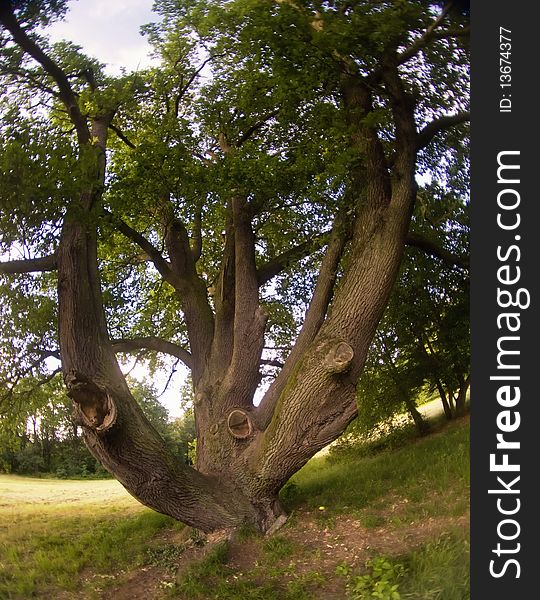 The old tree in the park