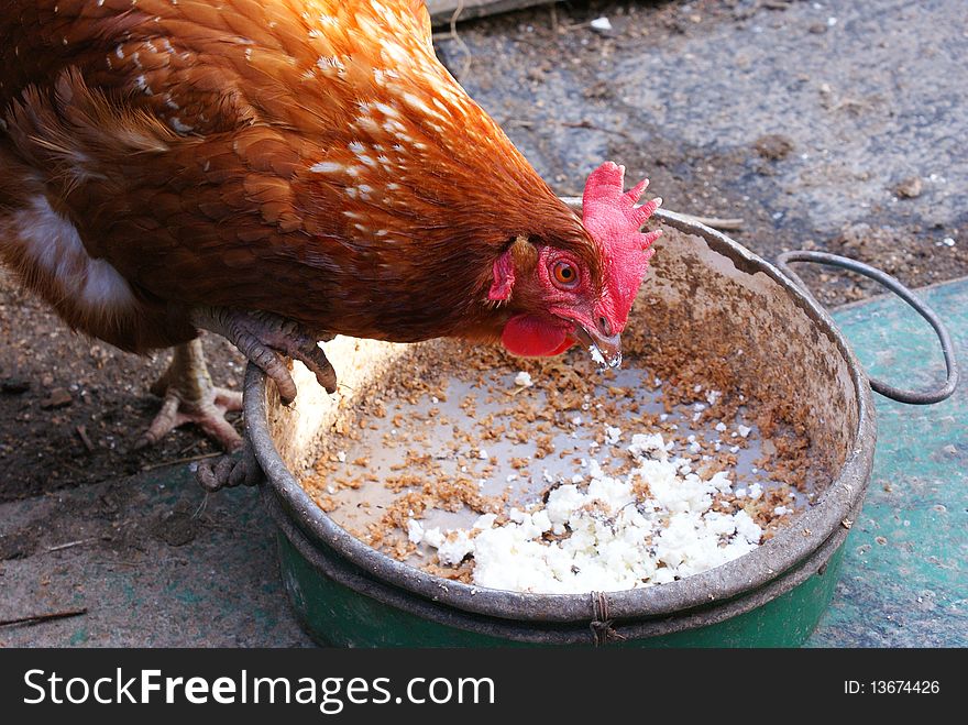 This is a view of eating fowl