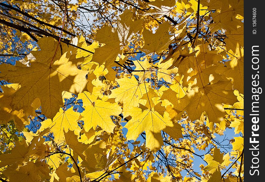 Yellow and orange autumn foliage in the park