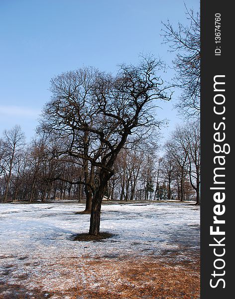 Naked trees in Grizinkalns park in Riga, Latvia