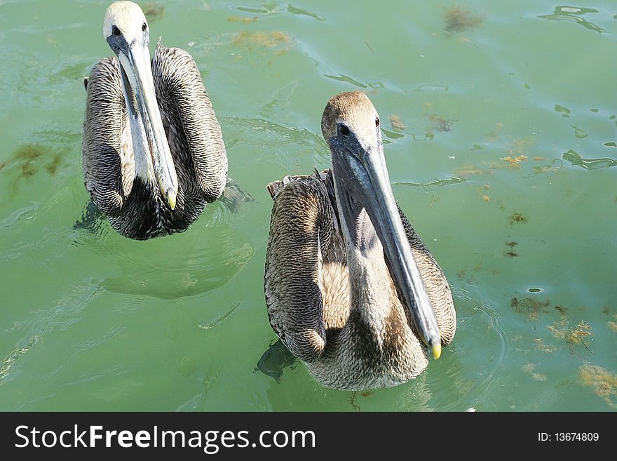 Shot of twin pelicans in the water