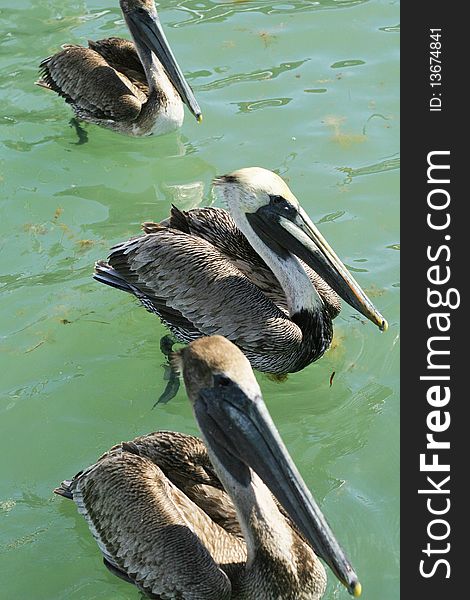 Shot of Three pelicans waiting