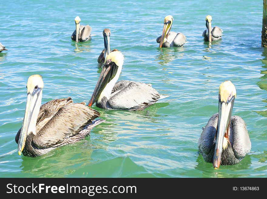 Shot of a group of pelicans