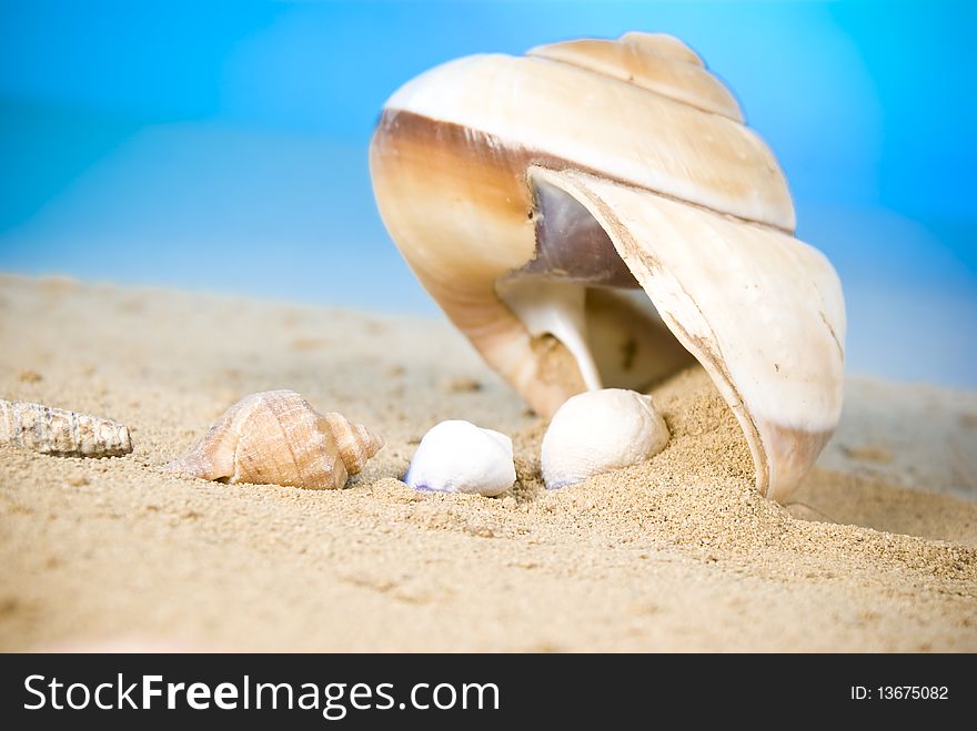 Little seashells going to the big seashell