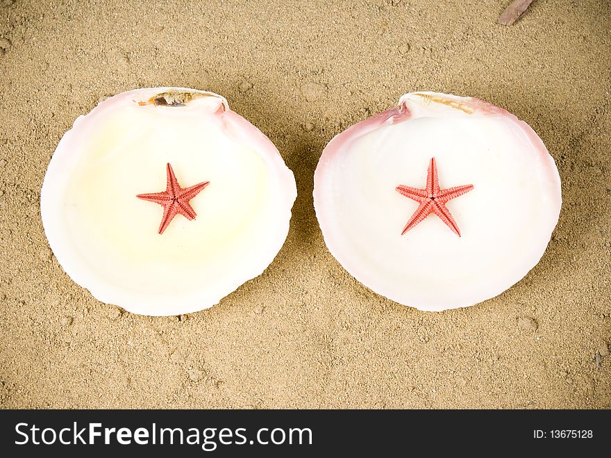 Two seashells and two starfish