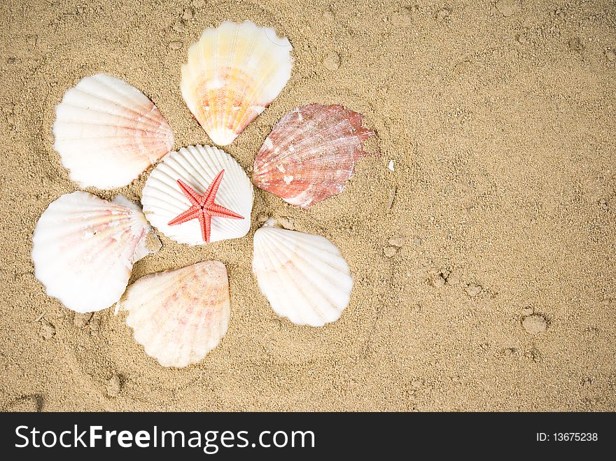 Starfish and seashells on sand