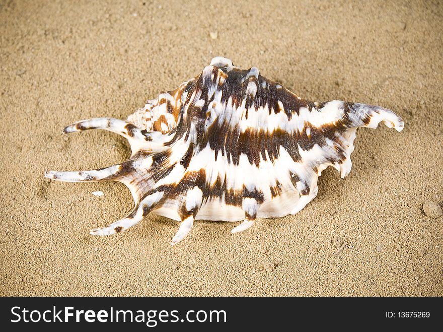 One big seashell on sand