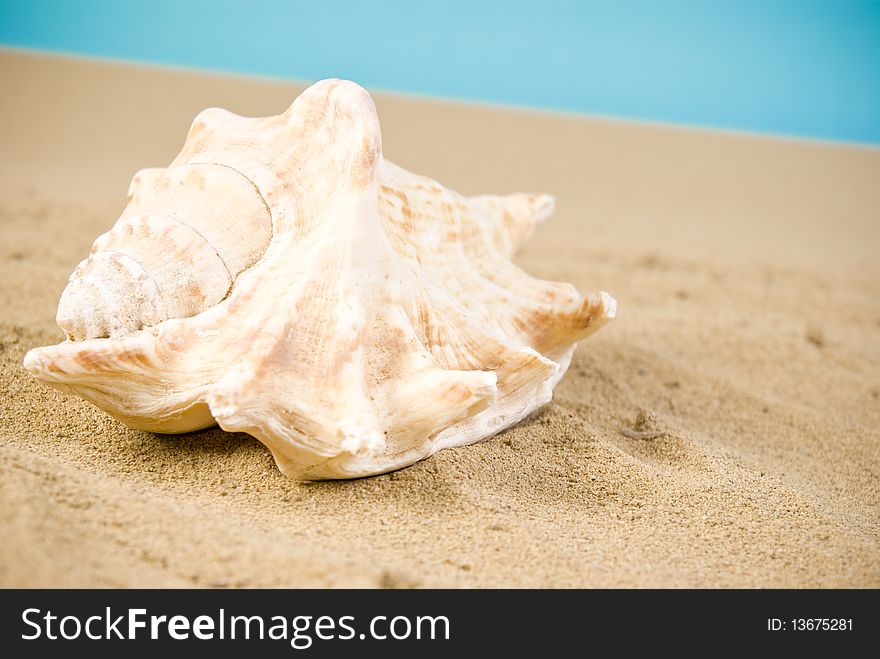 One big seashell on sand
