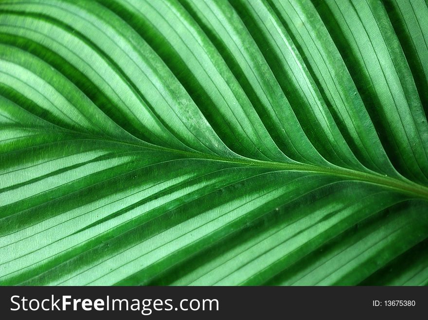 Stripes On A Green Leaf