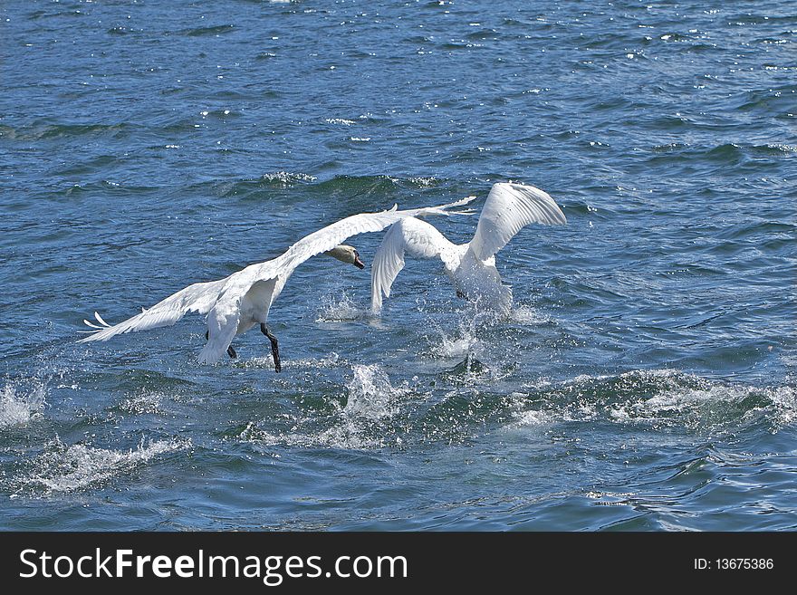 Swans landing on to the fresh mountain lake.