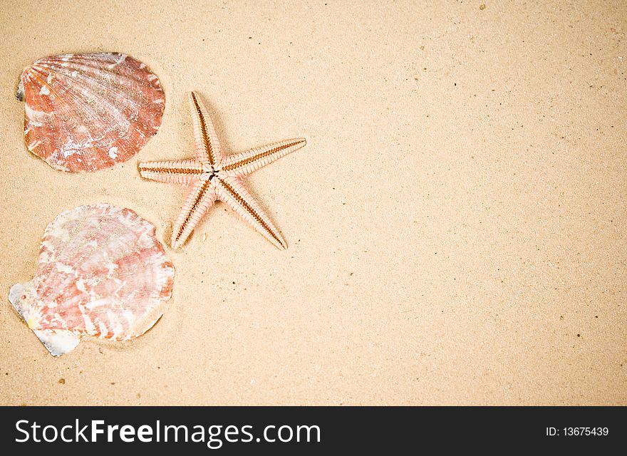 Starfish and seashells on sand