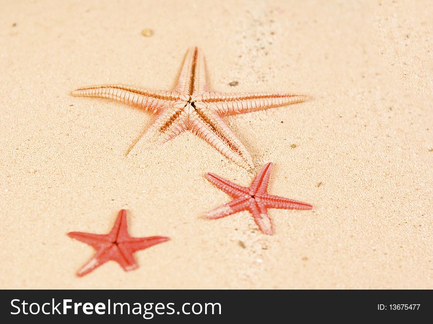 Three starfish on brown sand