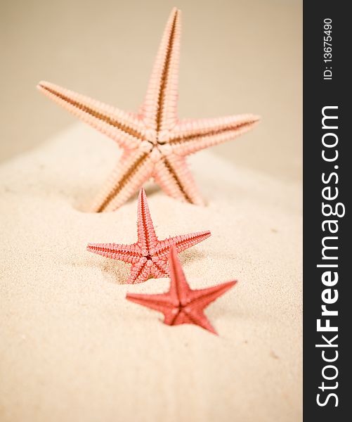 Three starfish on brown sand