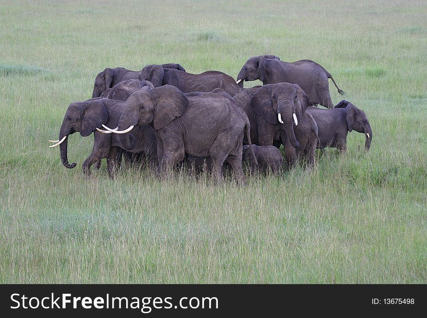 African elephant family in defensive formation in response to hot-air balloon, Masai Mara, Kenya. African elephant family in defensive formation in response to hot-air balloon, Masai Mara, Kenya