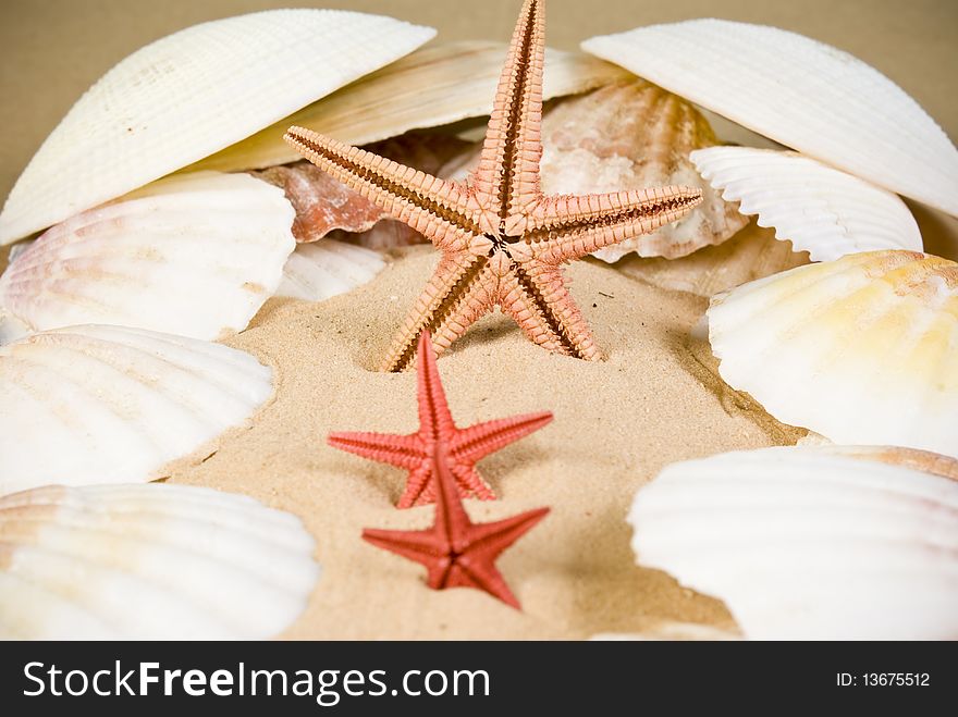 Starfish and seashells on sand