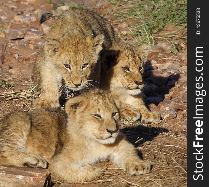 Lion Cubs Sunning In Early Morning Light