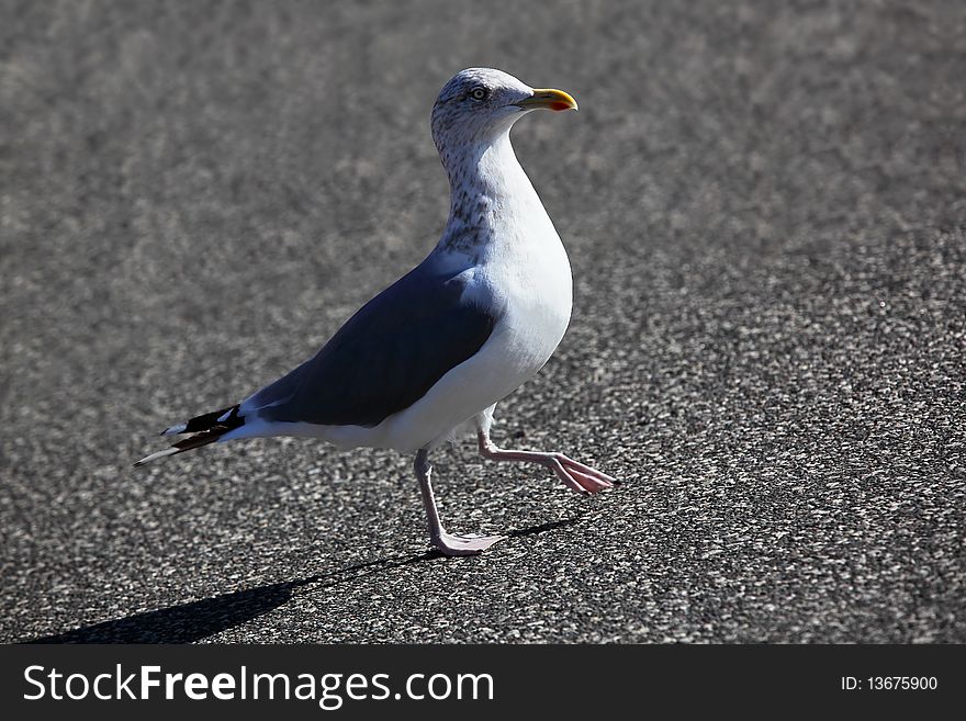 A sea gull is walking over the sunny asphalt. A sea gull is walking over the sunny asphalt