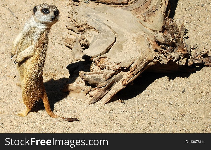 A meerkat (Suricata suricatta) at Riga Zoo, Latvia.